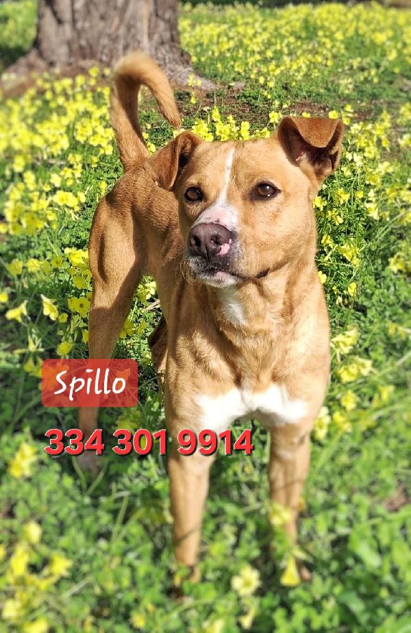 Spillo🐕💘🧸