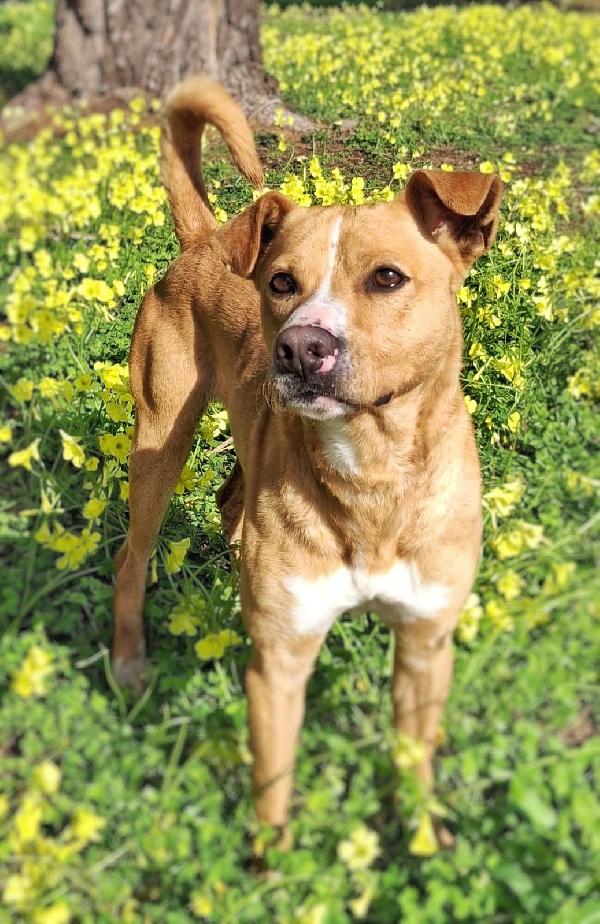 Spillo🐕💘🧸 Foto 4
