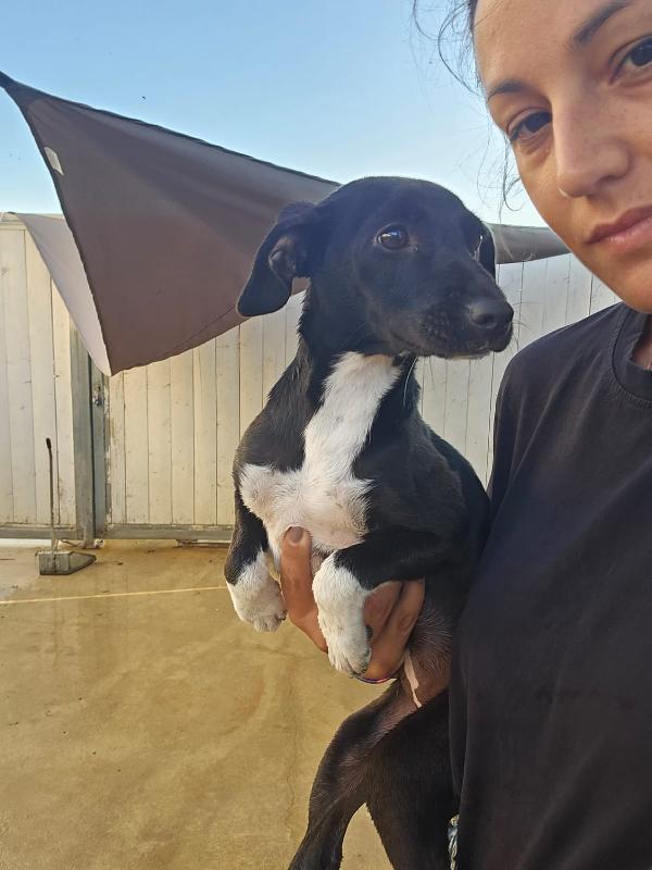 Sos Stallo Adozione Urgente Per Beatrice Cucciola Tg Piccola 