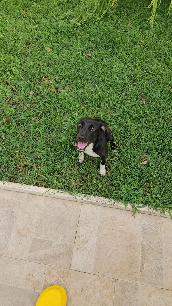 SOS STALLO ADOZIONE URGENTE per Beatrice cucciola tg piccola  Foto 2