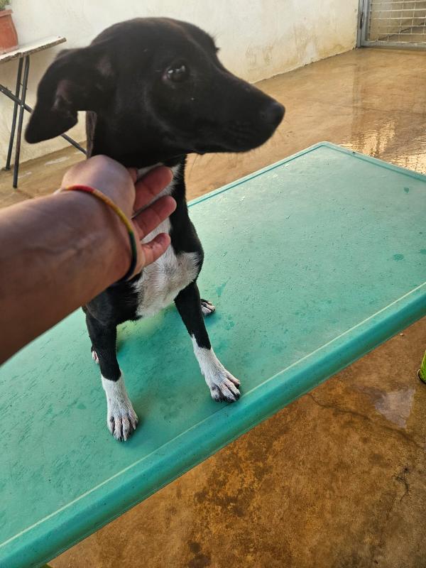SOS STALLO ADOZIONE URGENTE per Beatrice cucciola tg piccola  Foto 3