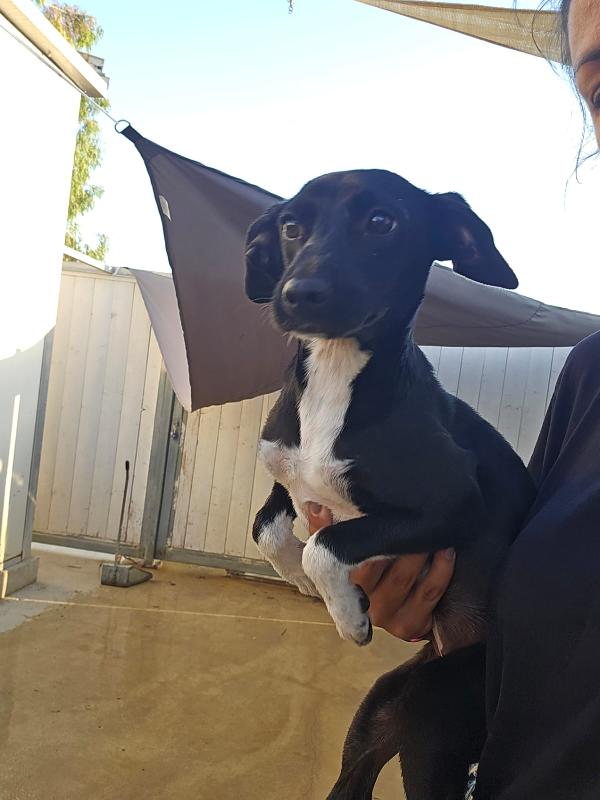 SOS STALLO ADOZIONE URGENTE per Beatrice cucciola tg piccola  Foto 6