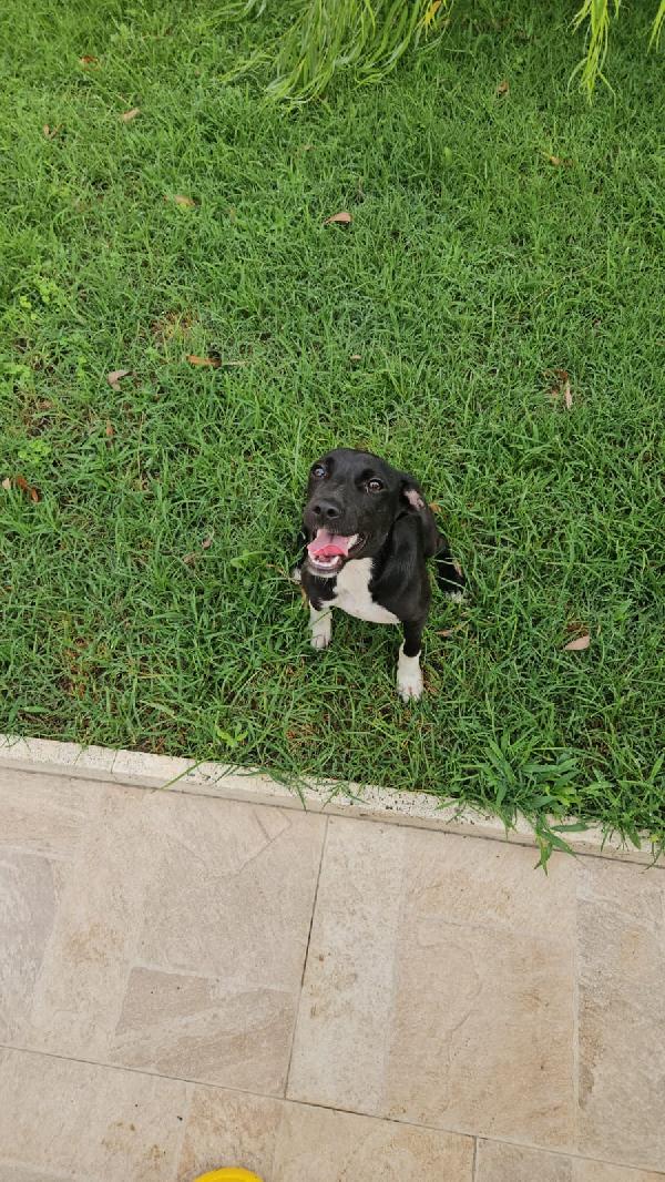 SOS STALLO ADOZIONE URGENTE per Beatrice cucciola tg piccola  Foto 9