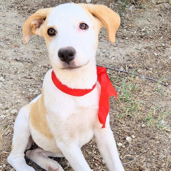 Greta,Deve Uscire Dal Canile.adottabile In Tutta Italia!