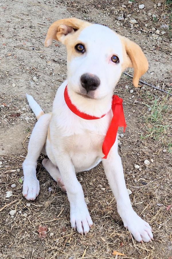 GRETA,DEVE USCIRE DAL CANILE.ADOTTABILE IN TUTTA ITALIA! Foto 2