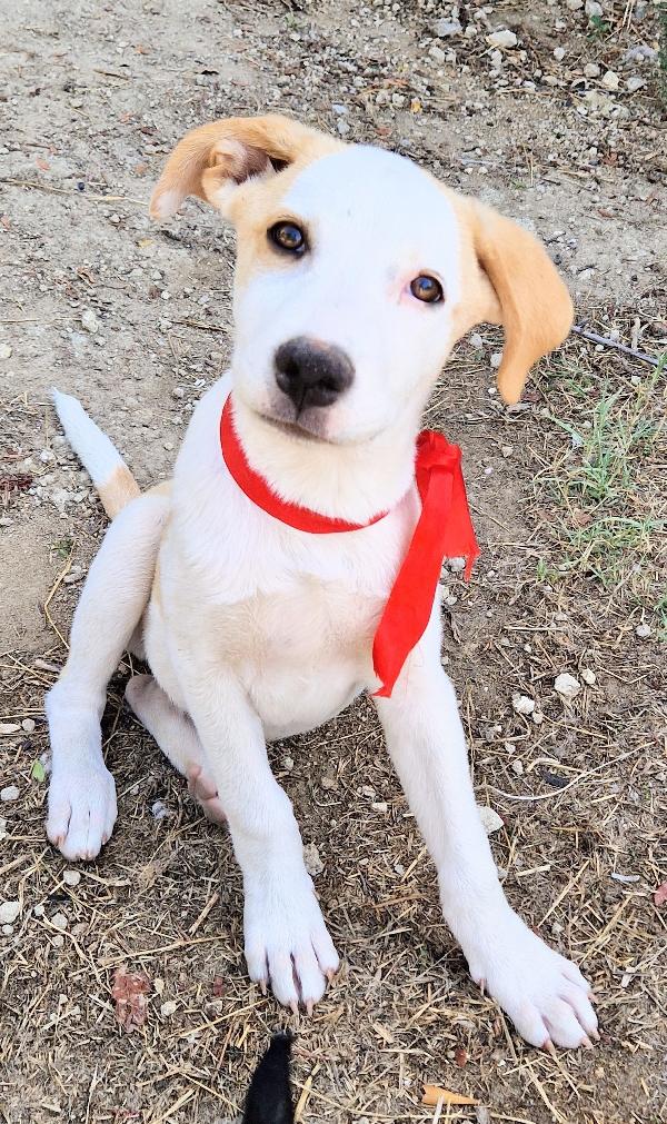 GRETA,DEVE USCIRE DAL CANILE.ADOTTABILE IN TUTTA ITALIA! Foto 3
