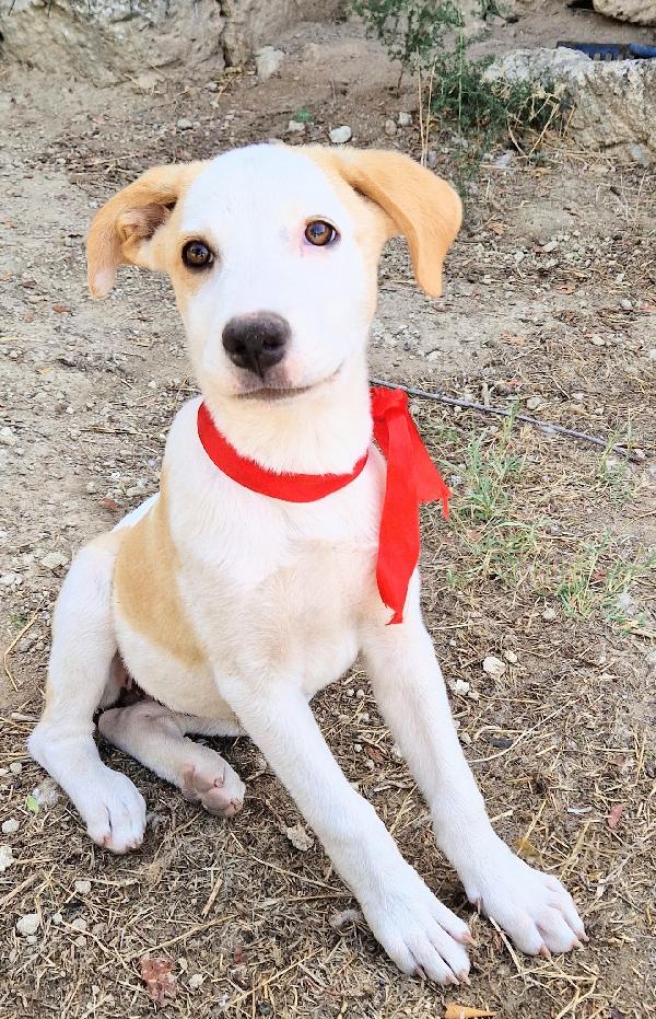 GRETA,DEVE USCIRE DAL CANILE.ADOTTABILE IN TUTTA ITALIA! Foto 4