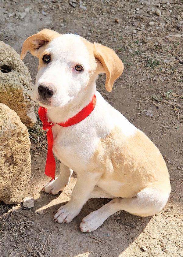 GRETA,DEVE USCIRE DAL CANILE.ADOTTABILE IN TUTTA ITALIA! Foto 6