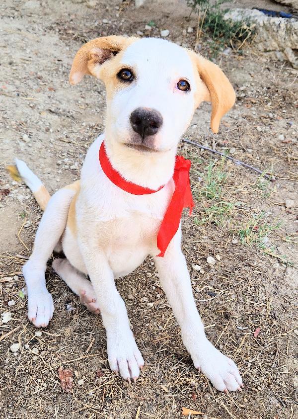 GRETA,DEVE USCIRE DAL CANILE.ADOTTABILE IN TUTTA ITALIA! Foto 7