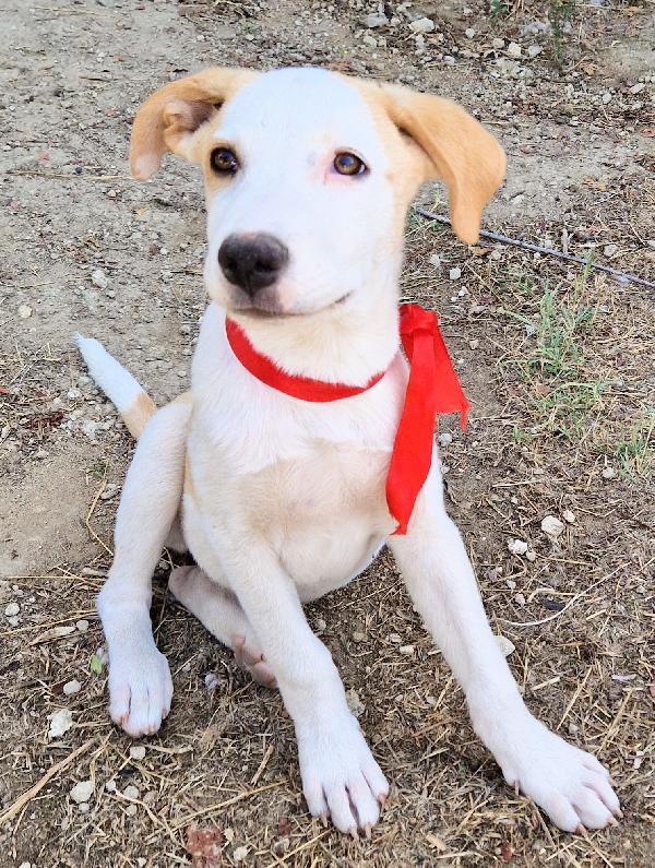 GRETA,DEVE USCIRE DAL CANILE.ADOTTABILE IN TUTTA ITALIA! Foto 8