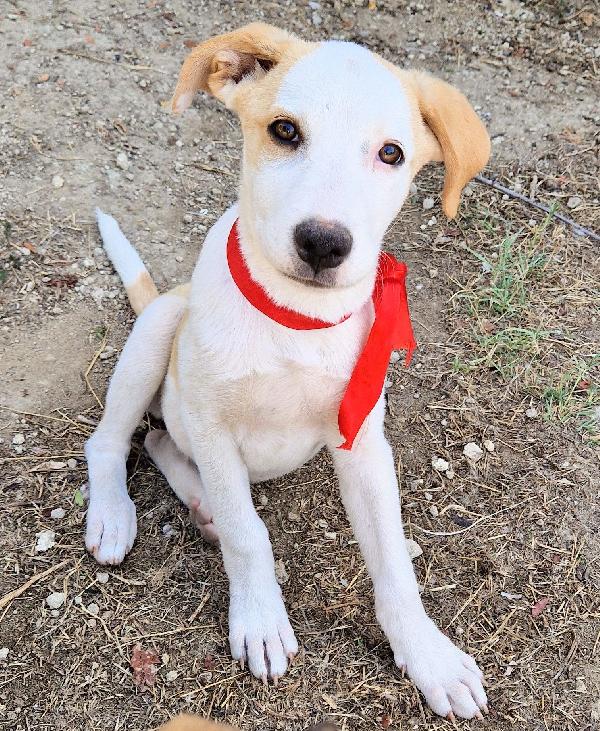 GRETA,DEVE USCIRE DAL CANILE.ADOTTABILE IN TUTTA ITALIA! Foto 9