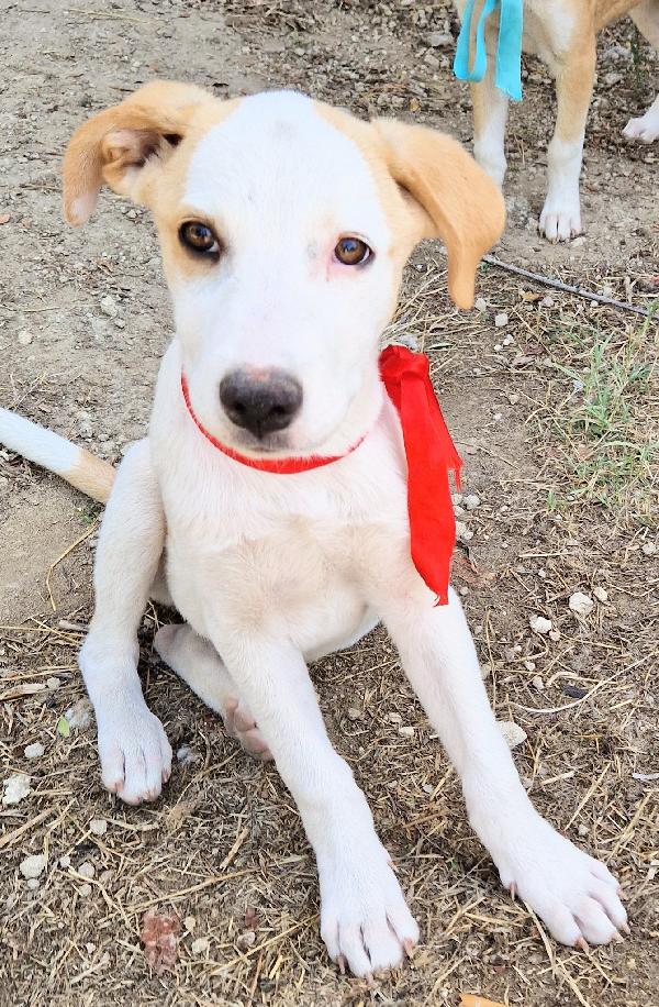 GRETA,DEVE USCIRE DAL CANILE.ADOTTABILE IN TUTTA ITALIA! Foto 10