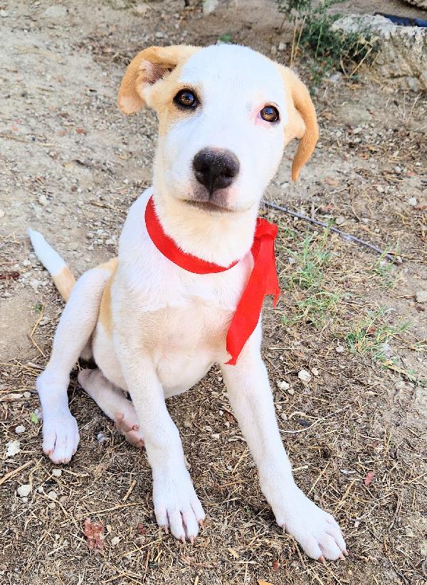 GRETA,DEVE USCIRE DAL CANILE.ADOTTABILE IN TUTTA ITALIA! Foto 11