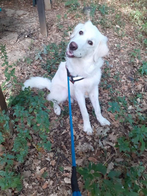 🐾💖Yoghy – Un Cucciolo Dal Cuore Spezzato Che Cerca La Sua Vera Famiglia🐾💖
