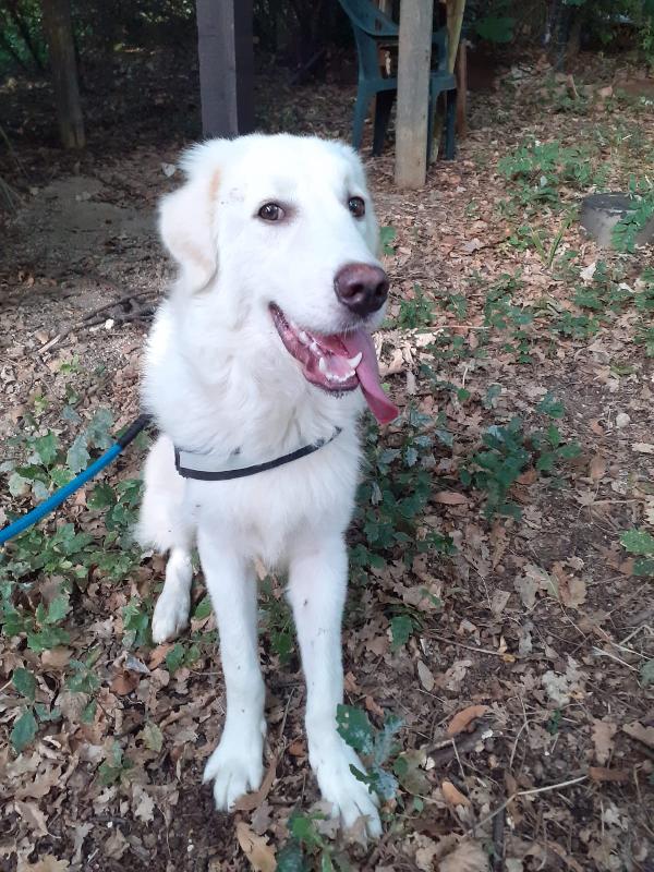 🐾💖YOGHY – UN CUCCIOLO DAL CUORE SPEZZATO CHE CERCA LA SUA VERA FAMIGLIA🐾💖 Foto 2