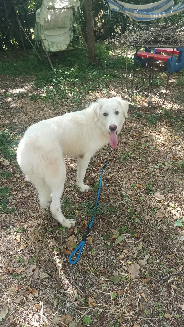🐾💖YOGHY – UN CUCCIOLO DAL CUORE SPEZZATO CHE CERCA LA SUA VERA FAMIGLIA🐾💖 Foto 7