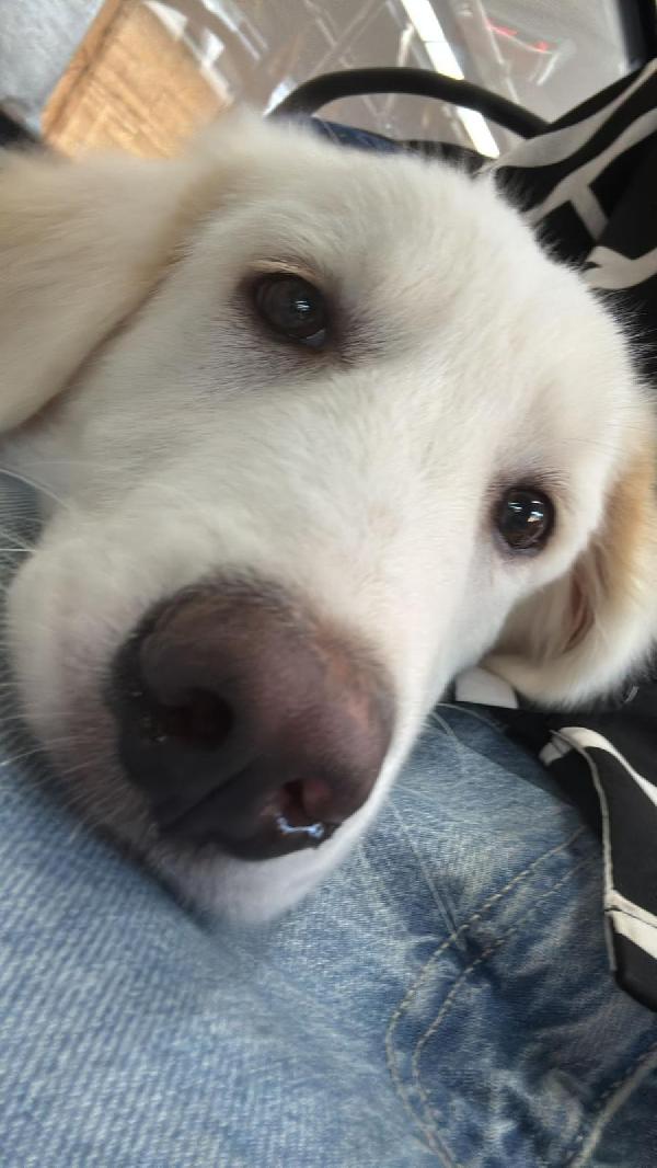 🐾💖YOGHY – UN CUCCIOLO DAL CUORE SPEZZATO CHE CERCA LA SUA VERA FAMIGLIA🐾💖 Foto 10