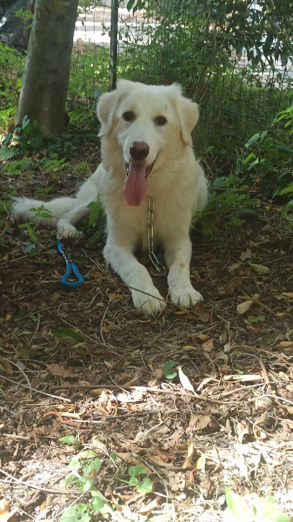 🐾💖Yoghy – Un Cucciolo Meraviglioso Ti Aspetta!🐾💖