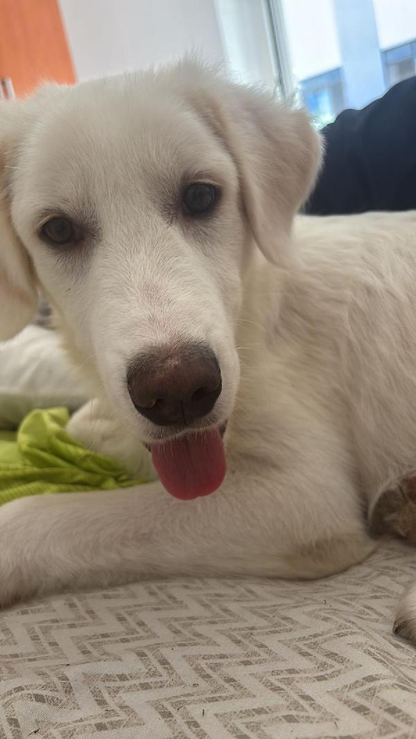 🐾💖YOGHY – UN CUCCIOLO MERAVIGLIOSO TI ASPETTA!🐾💖 Foto 8