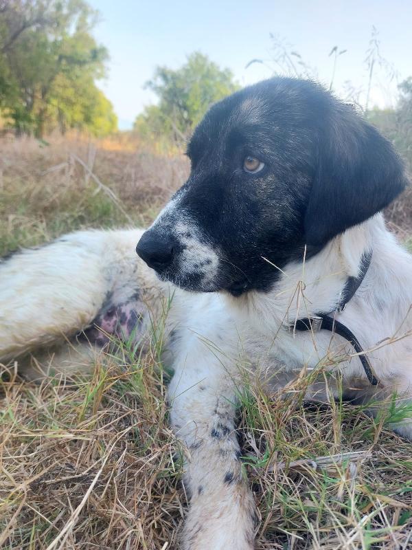 🌸🐾TONINA – 9 MESI DI DOLCEZZA IN CERCA DI CASA!🌸🐾 Foto 2