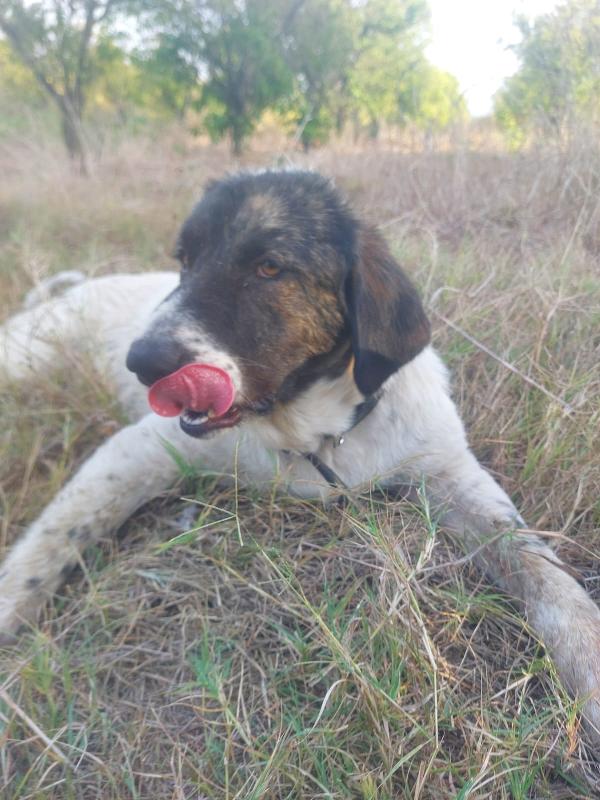 🌸🐾TONINA – 9 MESI DI DOLCEZZA IN CERCA DI CASA!🌸🐾 Foto 5