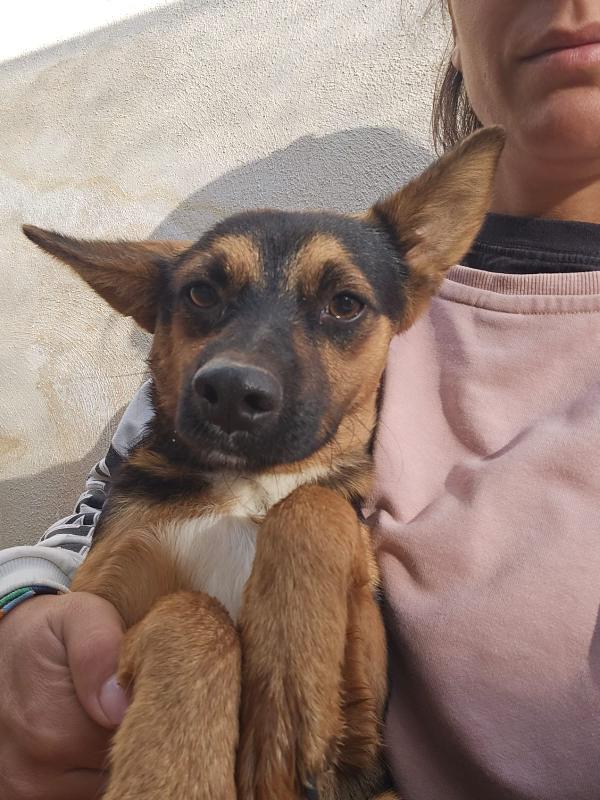 Lucio Splendido Cucciolino Tg Piccola Cerca Famiglia 