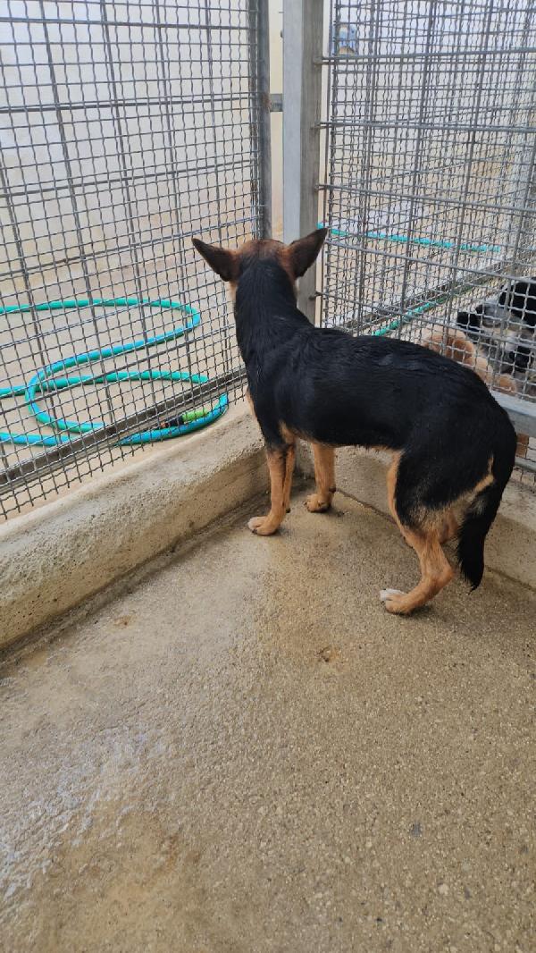 Lucio Splendido Cucciolino Tg Piccola Cerca Famiglia  Foto 2