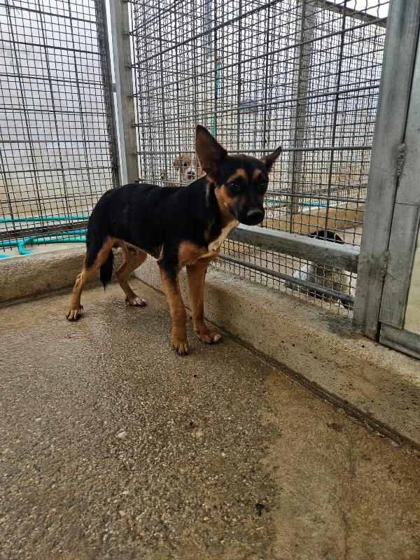 Lucio Splendido Cucciolino Tg Piccola Cerca Famiglia  Foto 3