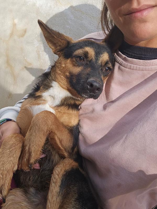Lucio Splendido Cucciolino Tg Piccola Cerca Famiglia  Foto 4