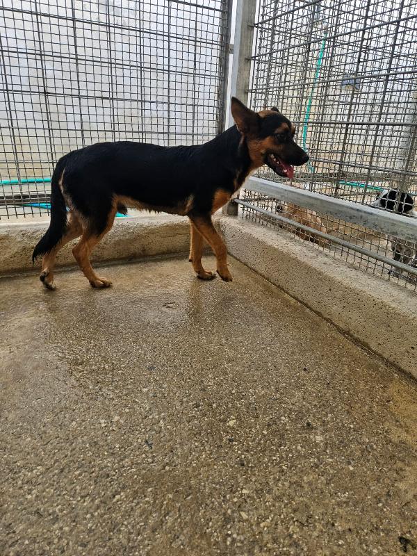 Lucio Splendido Cucciolino Tg Piccola Cerca Famiglia  Foto 5