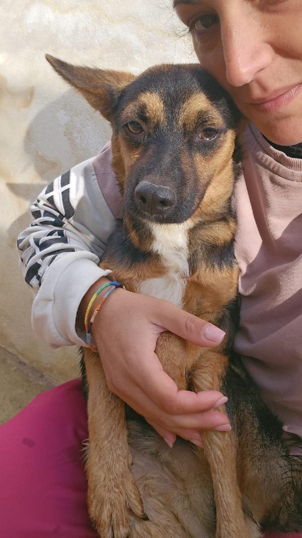 Lucio Splendido Cucciolino Tg Piccola Cerca Famiglia  Foto 6
