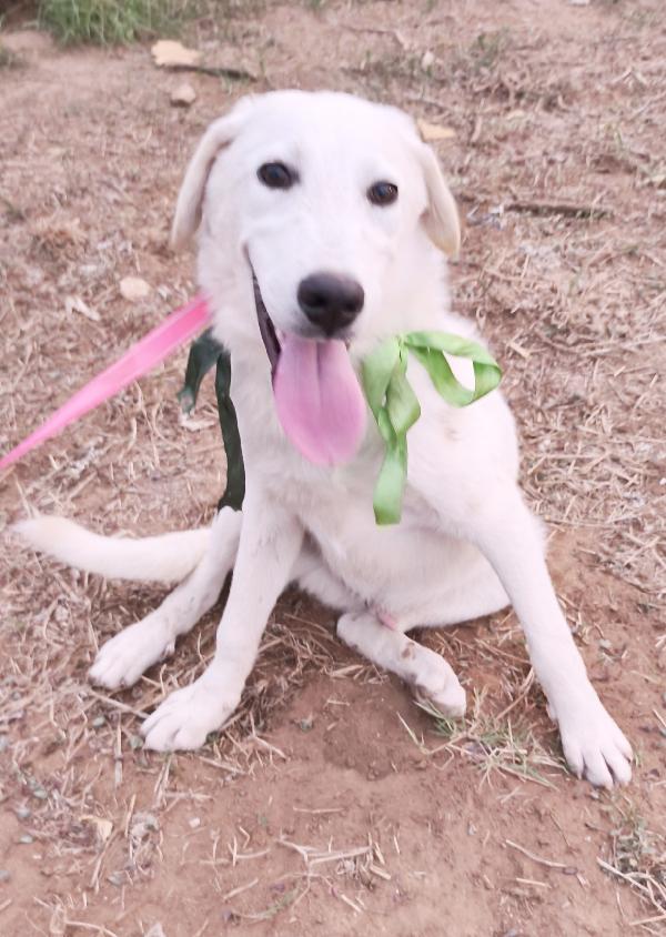 Cuccioli abbandonati cercano ancora casa  Foto 9