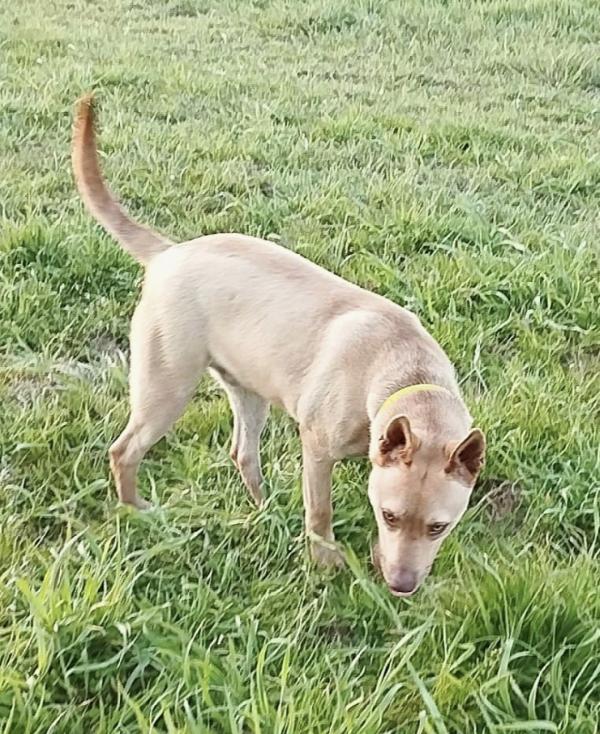 Mi chiamo Marley e cerco ancora una famiglia  Foto 3