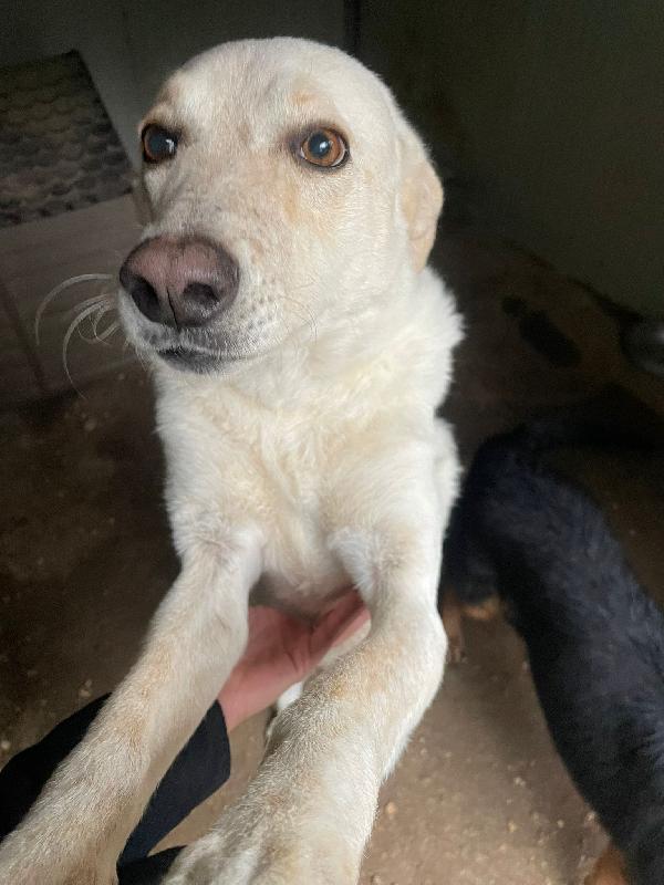 SUSY DOLCE CAGNOLONA Foto 2