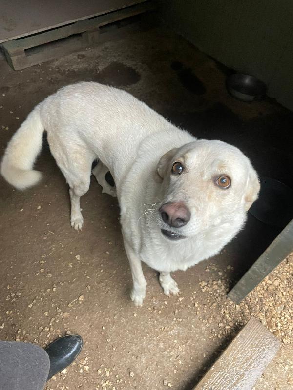 SUSY DOLCE CAGNOLONA Foto 3