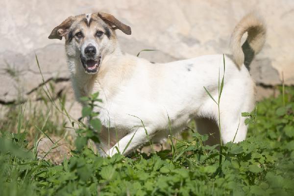 Elda Splendida Giovanotta Taglia Grande Cerca Famiglia  Foto 2
