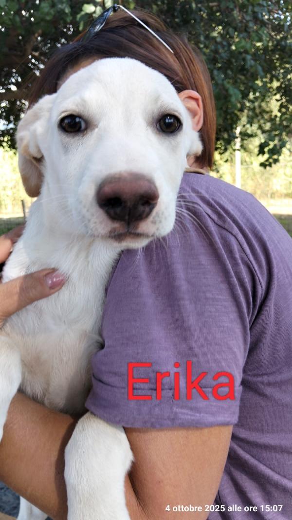 Erika Una Cucciola Da Salvare 