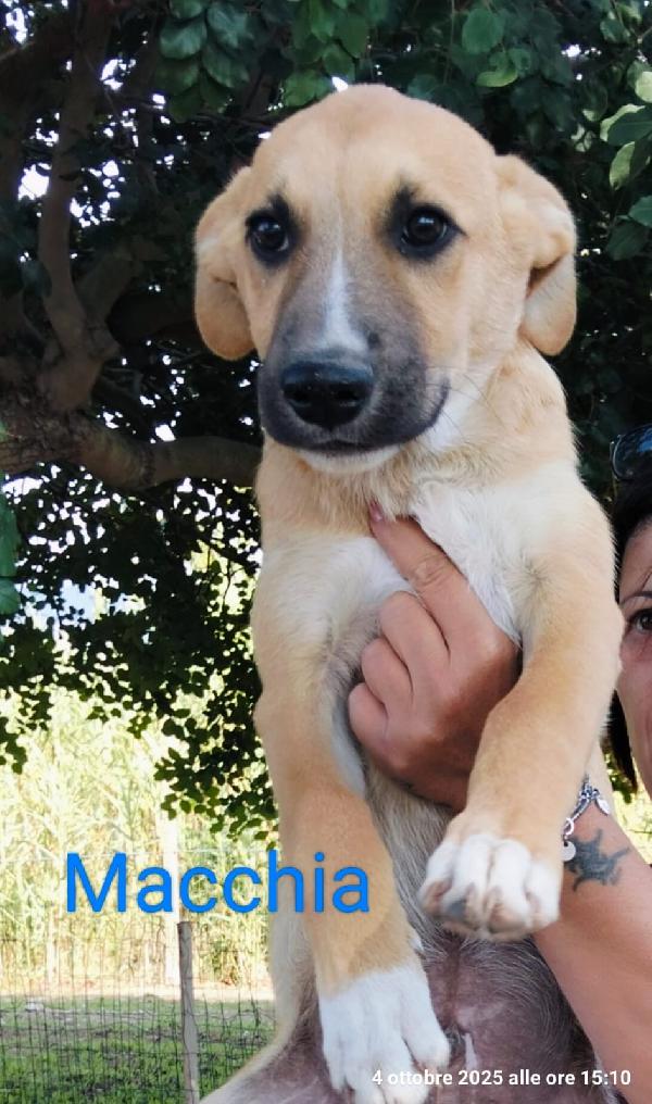 Macchia Un Cucciolo Da Salvare 