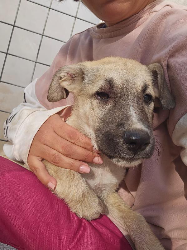 Zira: 3 mesi taglia media  Foto 5