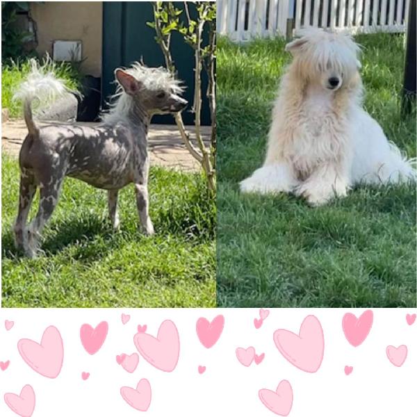 Sorelline 4 Anni  Cercano Casa - Chinese Crested Dog 