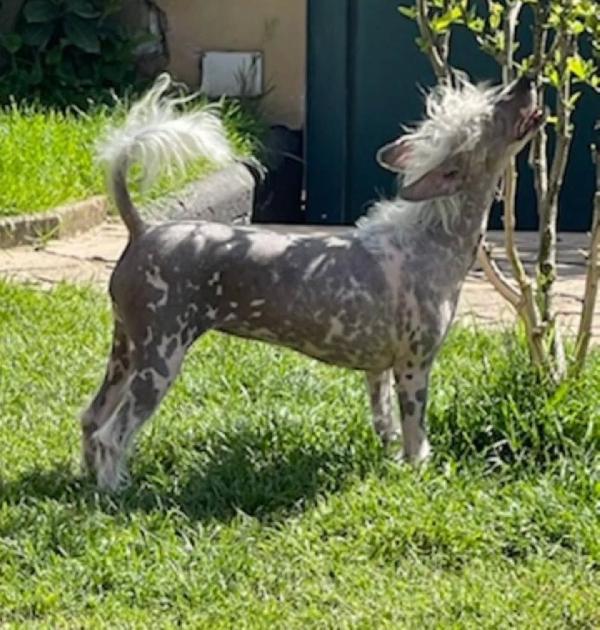 Sorelline 4 anni  cercano casa - chinese crested dog  Foto 2