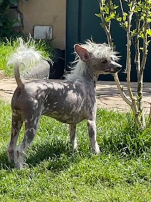 Sorelline 4 anni  cercano casa - chinese crested dog  Foto 4