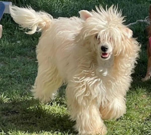 Sorelline 4 anni  cercano casa - chinese crested dog  Foto 5