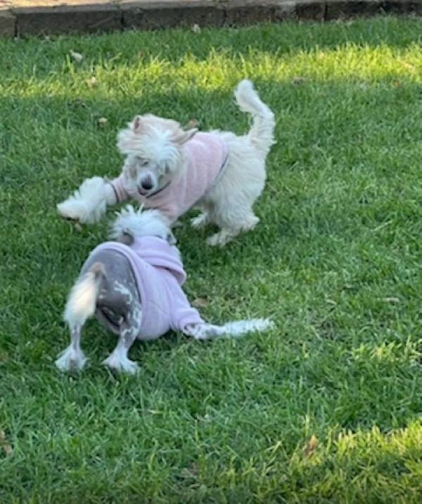 Sorelline 4 anni  cercano casa - chinese crested dog  Foto 6