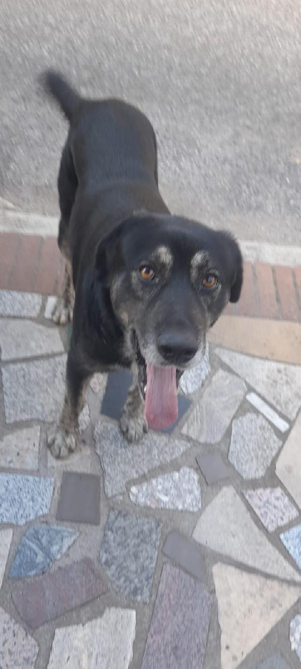 Urgente!!!! Baldo Giovanotto In Strada Cerca Riparo!!!