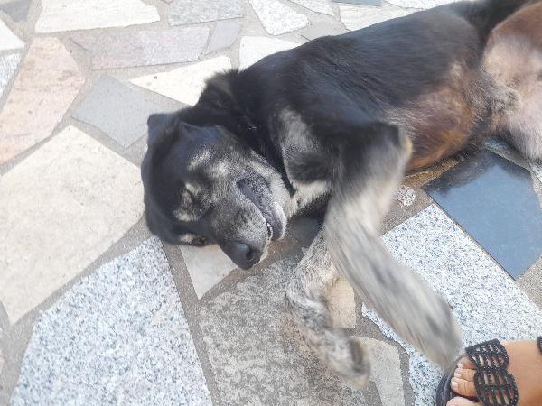 URGENTE!!!! BALDO GIOVANOTTO IN STRADA CERCA RIPARO!!! Foto 2