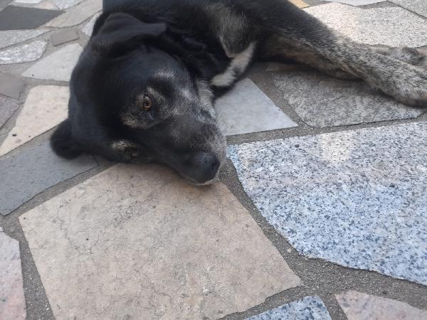 URGENTE!!!! BALDO GIOVANOTTO IN STRADA CERCA RIPARO!!! Foto 3