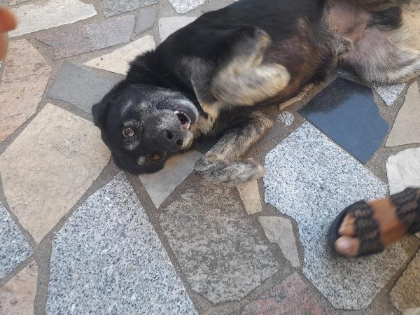 URGENTE!!!! BALDO GIOVANOTTO IN STRADA CERCA RIPARO!!! Foto 4