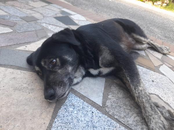 URGENTE!!!! BALDO GIOVANOTTO IN STRADA CERCA RIPARO!!! Foto 5
