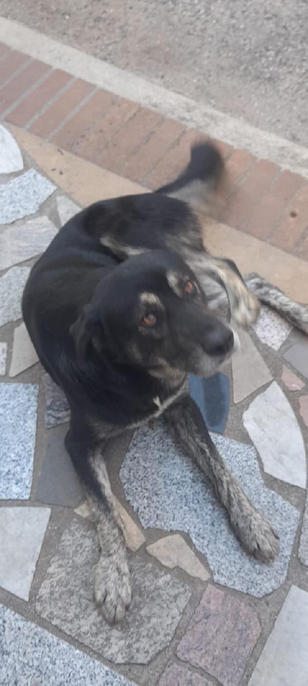 URGENTE!!!! BALDO GIOVANOTTO IN STRADA CERCA RIPARO!!! Foto 6